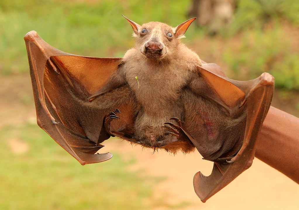 Megabat аварга сарьсан багваахай